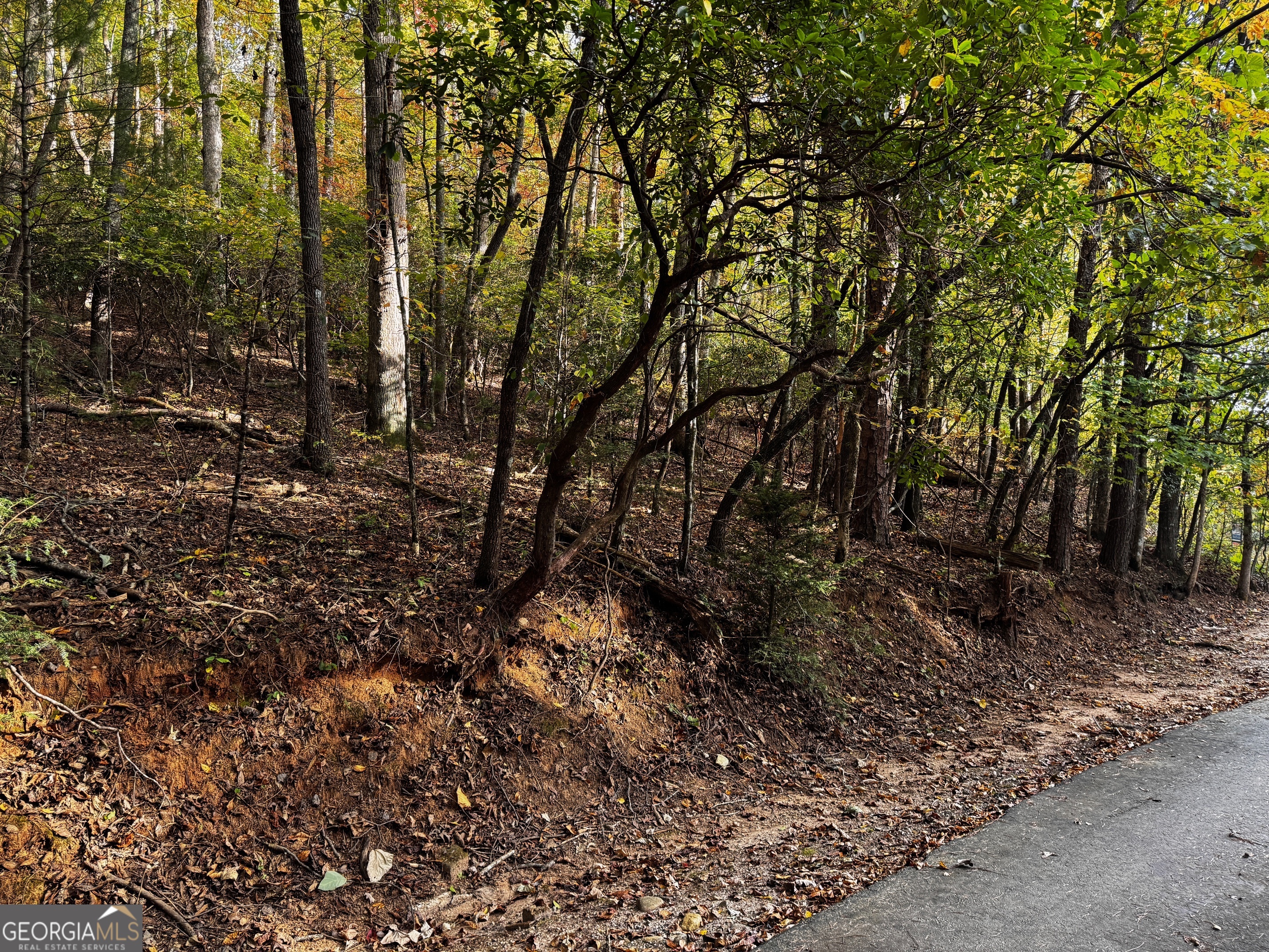 0 Wheeler Ridge Drive Sautee Nacoochee, GA 30571 - Photo 6 of 6 a view of forest