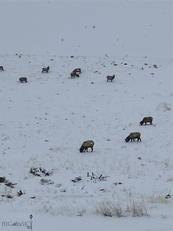 682 East River Road Pray, MT 59065 - Photo 83 of 100 Elk on Hillside