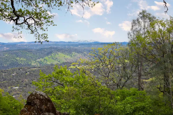 a view of a yard with a tree