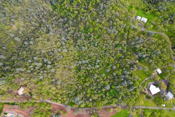 a close up of a plant