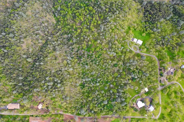 a view of a yard with large trees