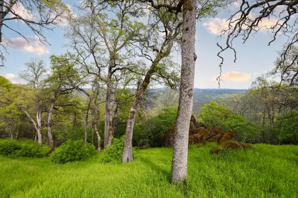 a view of a bunch of trees and bushes