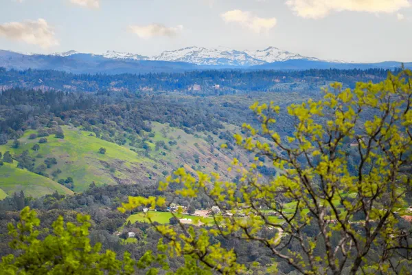 a view of a tree with a yard
