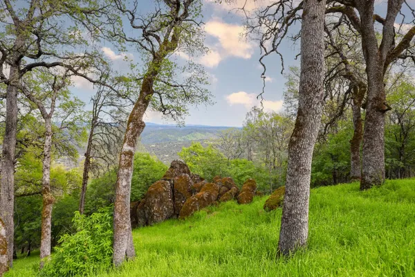 a green field with lots of trees