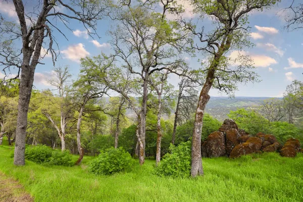 a view of yard with green space