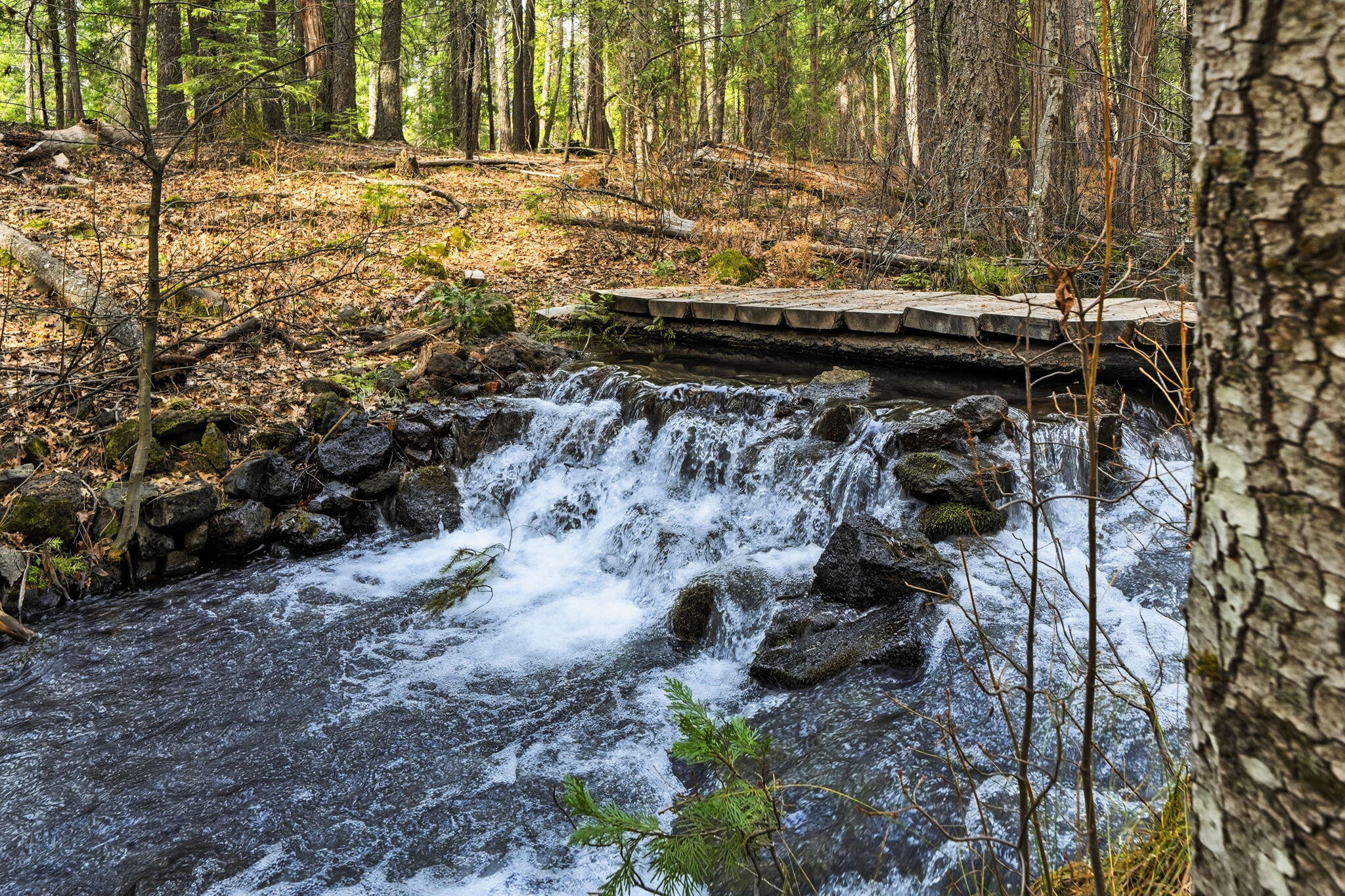 7758 Hidden Meadows Road Shingletown, CA 96088 - Photo 3 of 68 4-web-or-mls-IMG-04