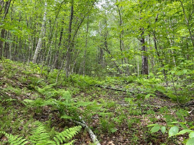 Dole School House Road Washington, NH 03280 - Photo 2 of 13