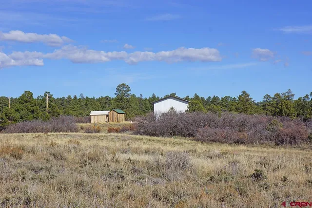 a view of a dry yard with trees