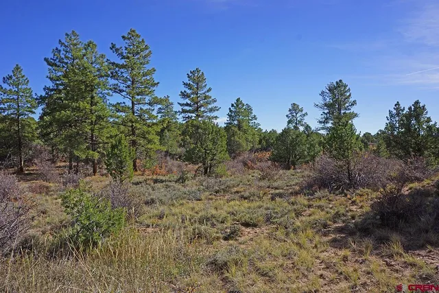 a view of a field with plants and trees