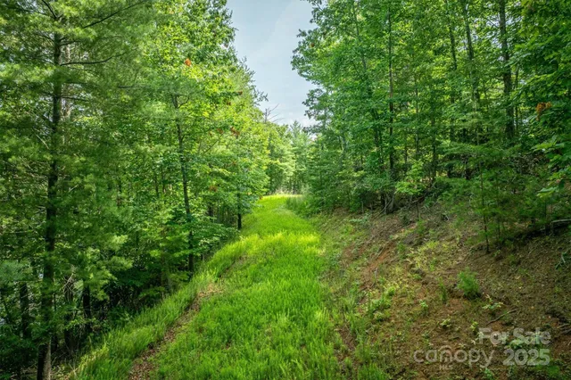 a view of a lush green space