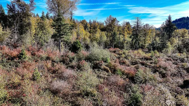 a black and white photo of a park