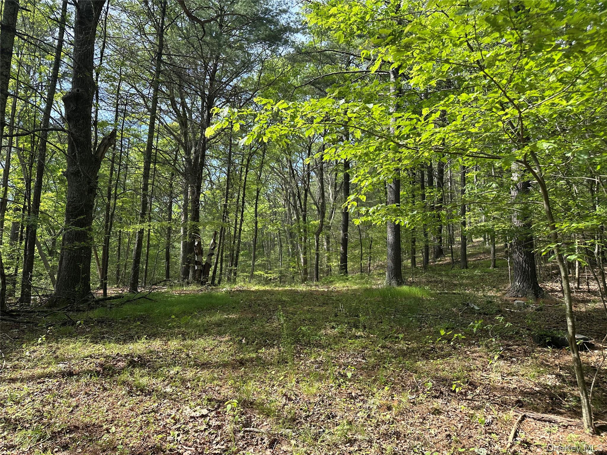 804 Hearts Content Road Cairo, NY 12473 - Photo 17 of 34 a big yard with lots of green space and trees