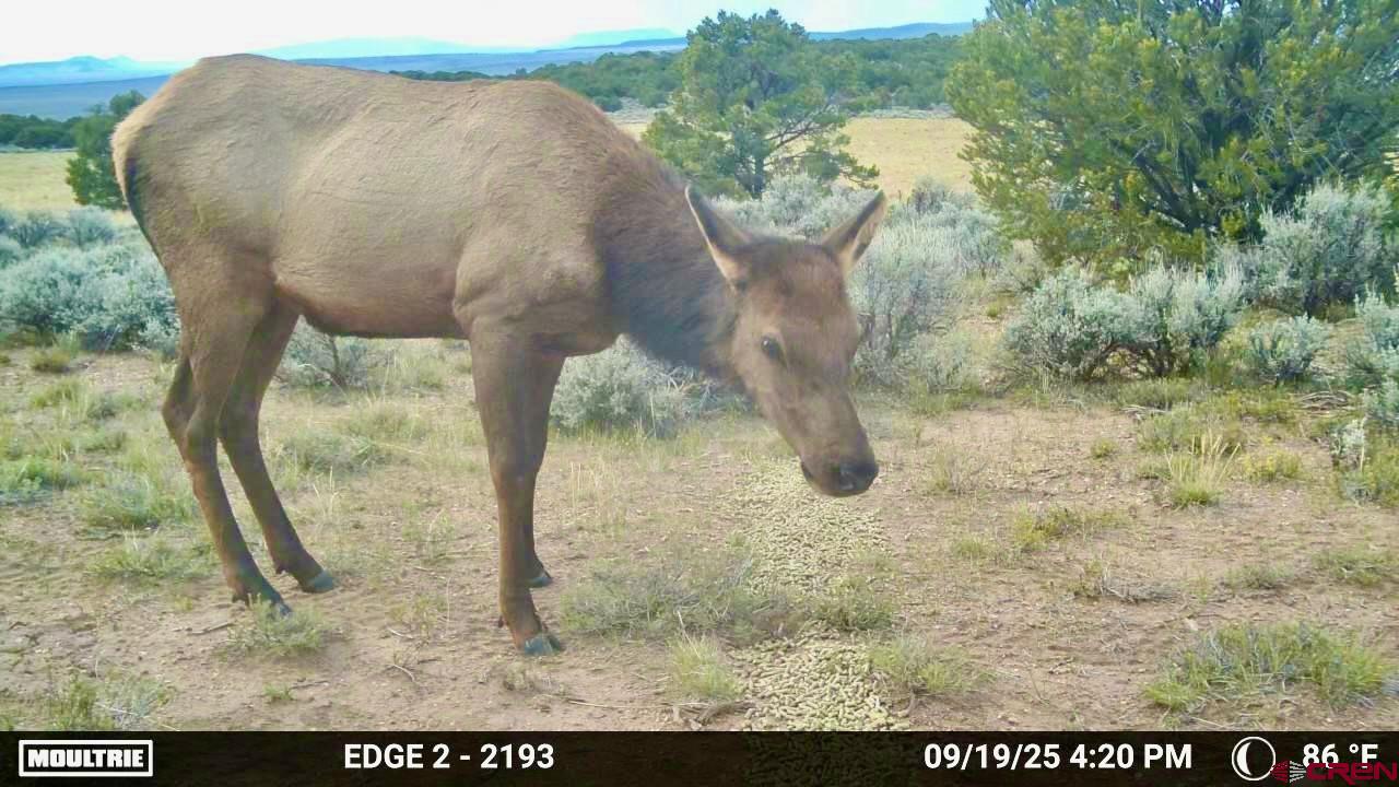 16 Arellano Road, Unit TRES CUERDAS LODGE Amalia, NM 87512 - Photo 27 of 45 a view of a wooden floor