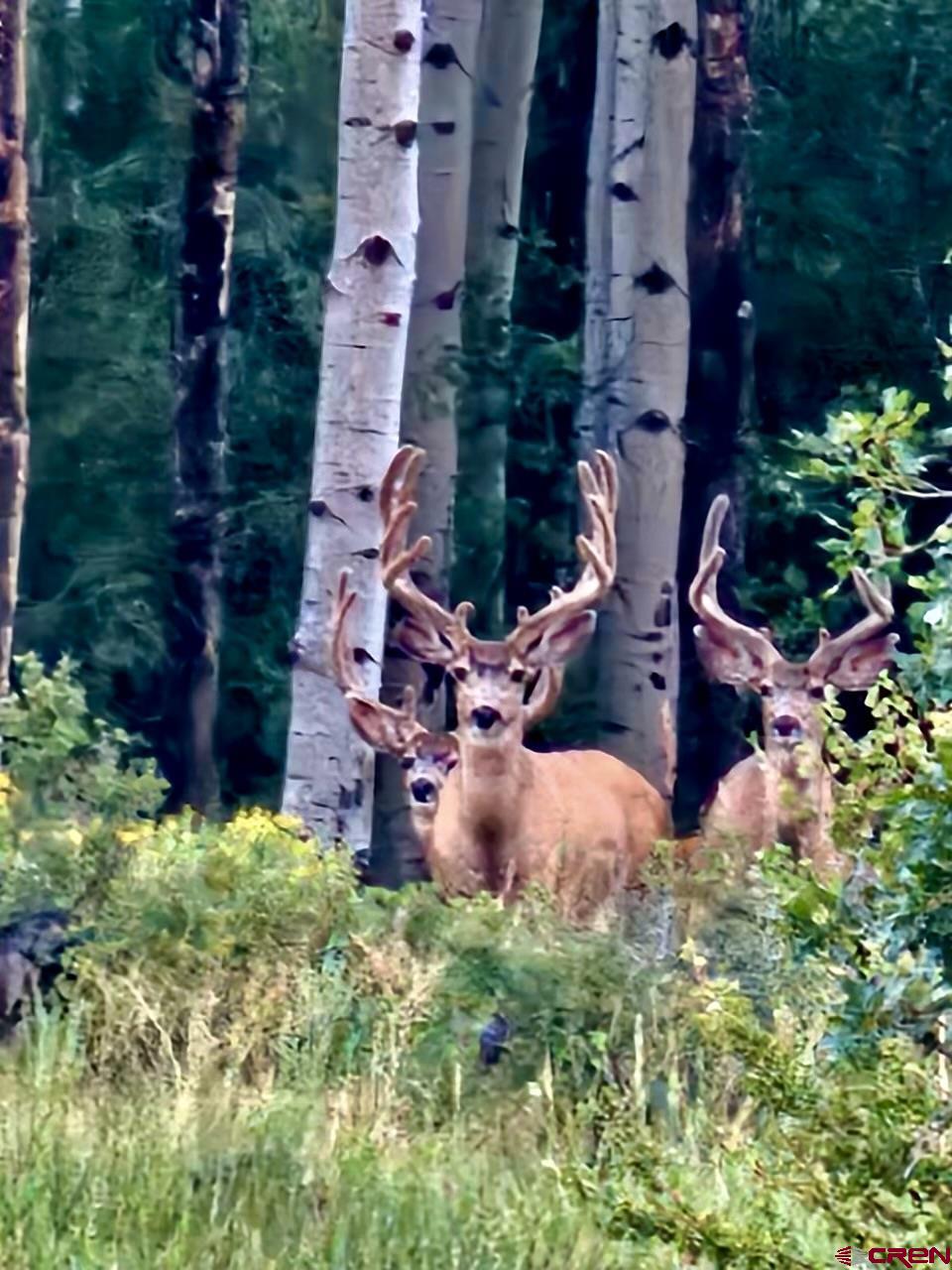 16 Arellano Road, Unit TRES CUERDAS LODGE Amalia, NM 87512 - Photo 6 of 45 an aerial view of a house with a yard and large trees