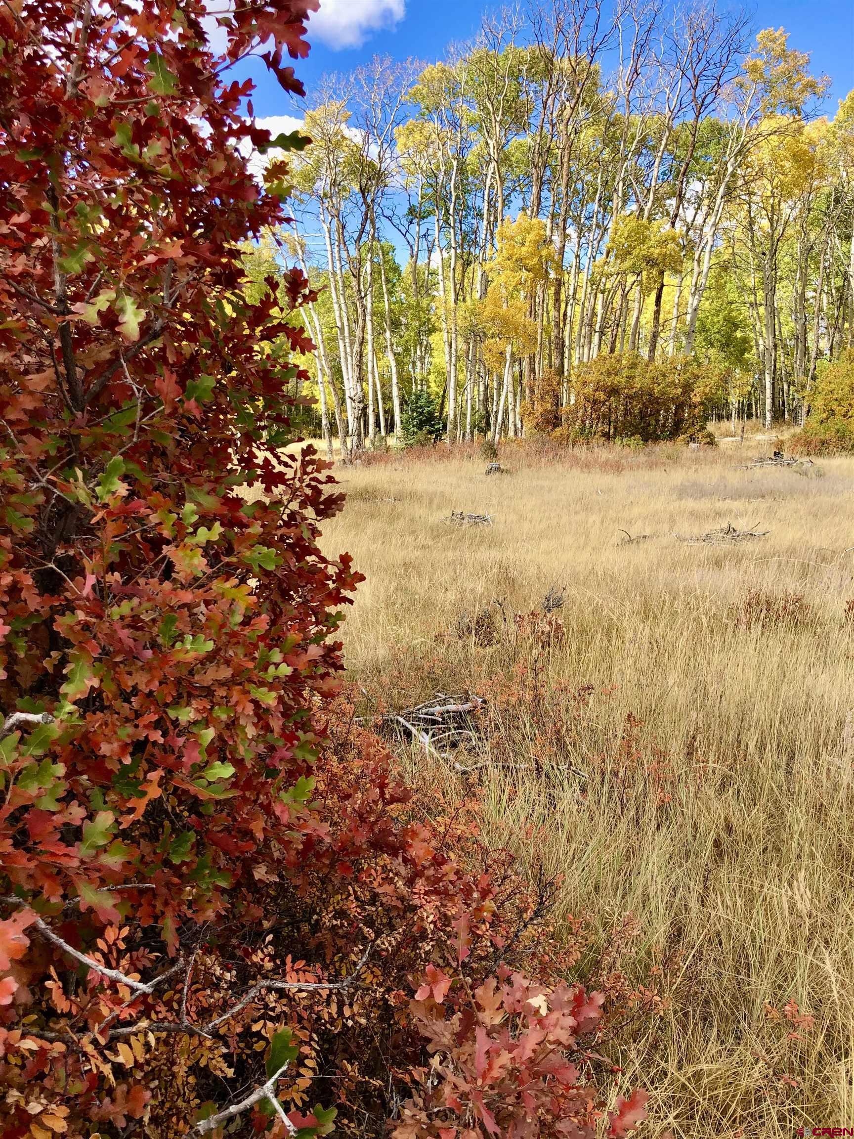 16 Arellano Road, Unit TRES CUERDAS LODGE Amalia, NM 87512 - Photo 9 of 45 a view of yard with large trees
