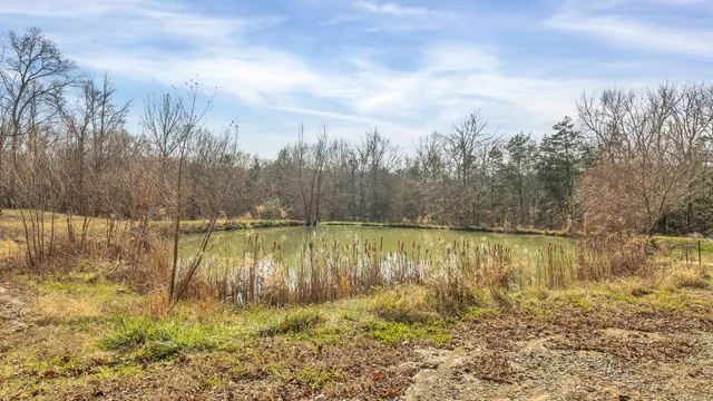 a view of a yard with a tree