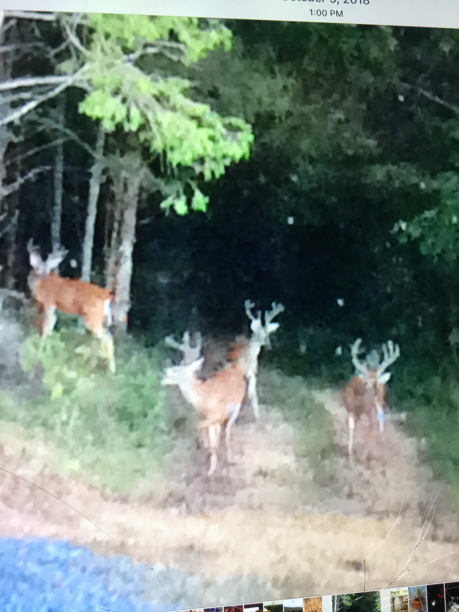 225 Kelso-Smithland Road Kelso, TN 37348 - Photo 46 of 51 a view of a yard with plants