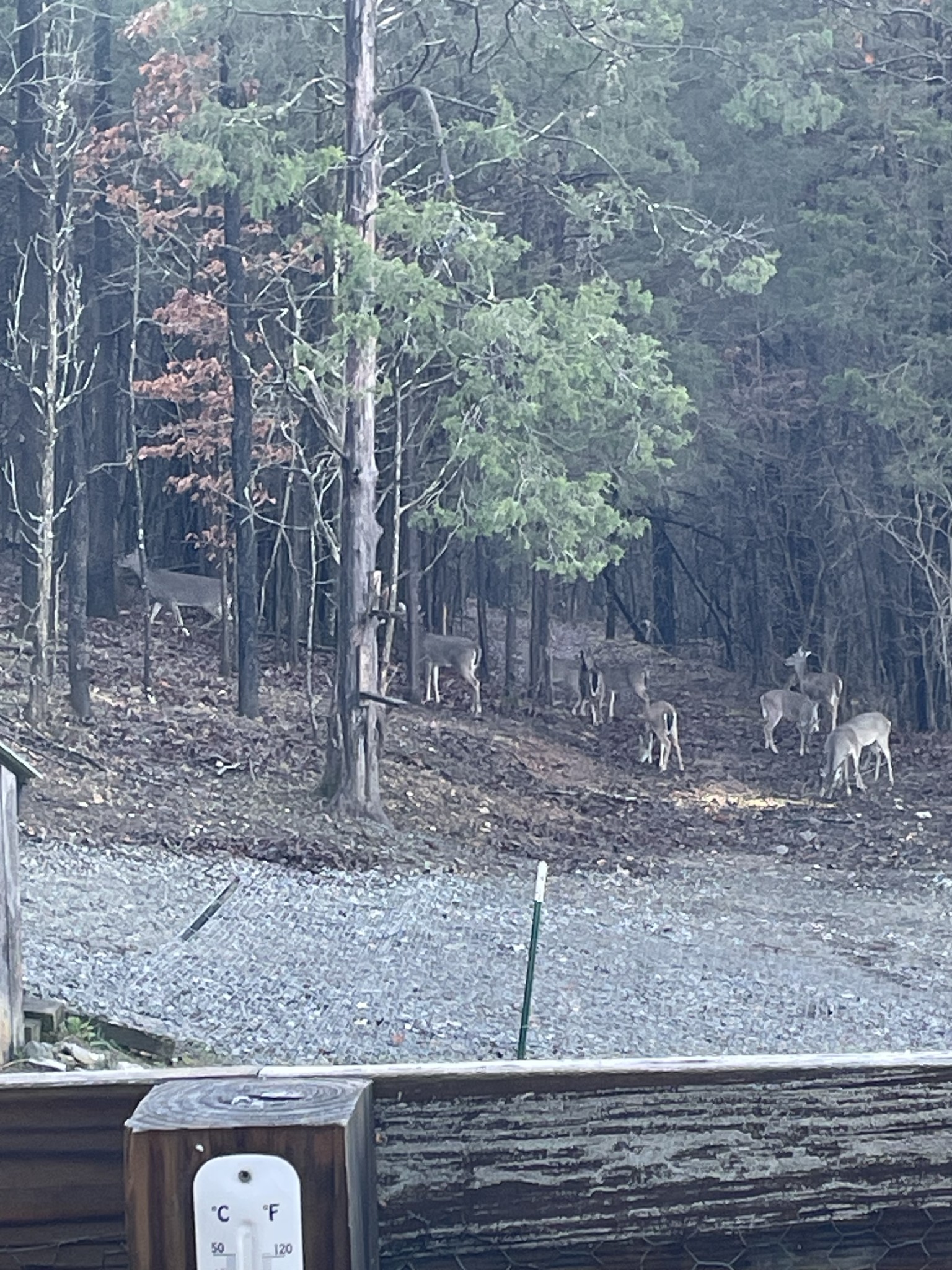 225 Kelso-Smithland Road Kelso, TN 37348 - Photo 49 of 51 a view of a outdoor space