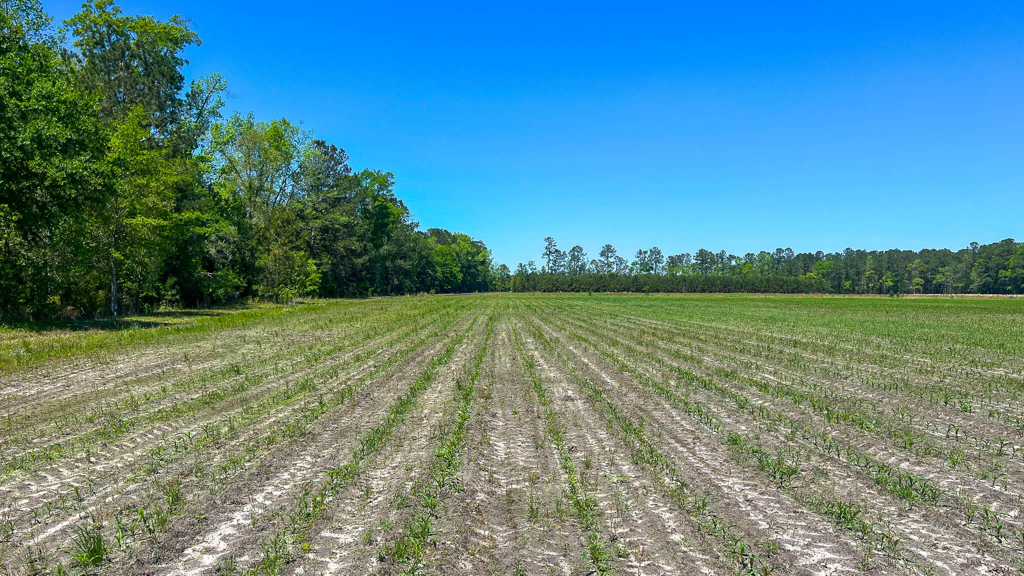 1296 Risher Mountain Road Walterboro, SC 29488 - Photo 15 of 15 Gallery Image 15