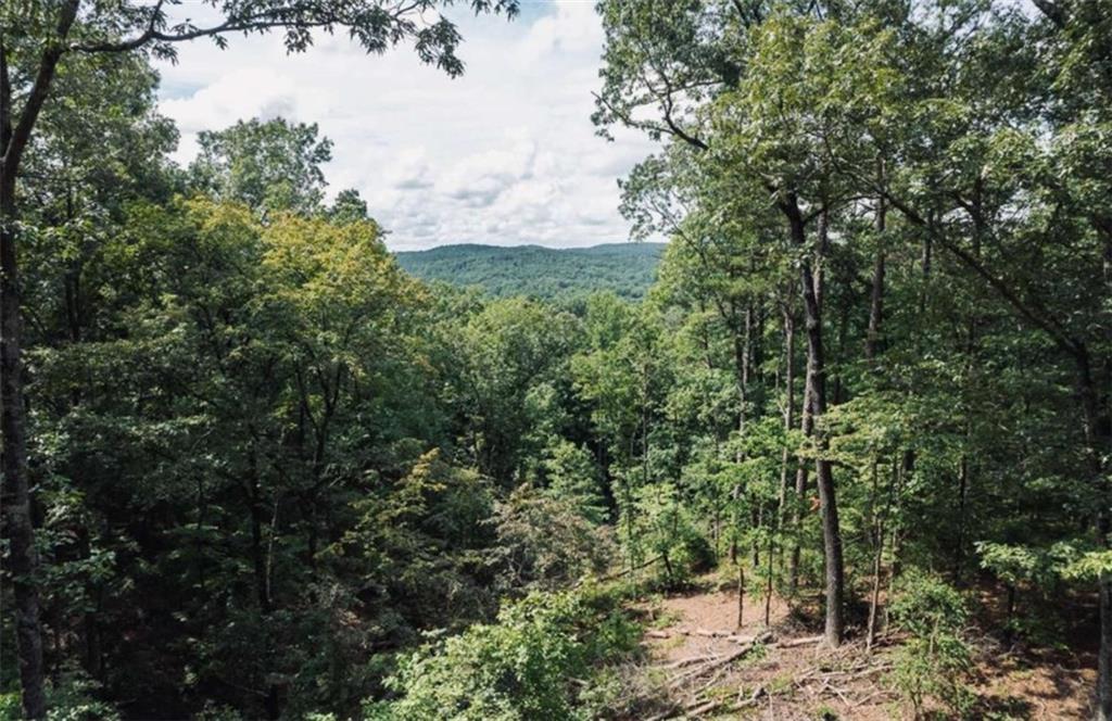 a view of a forest with a tree