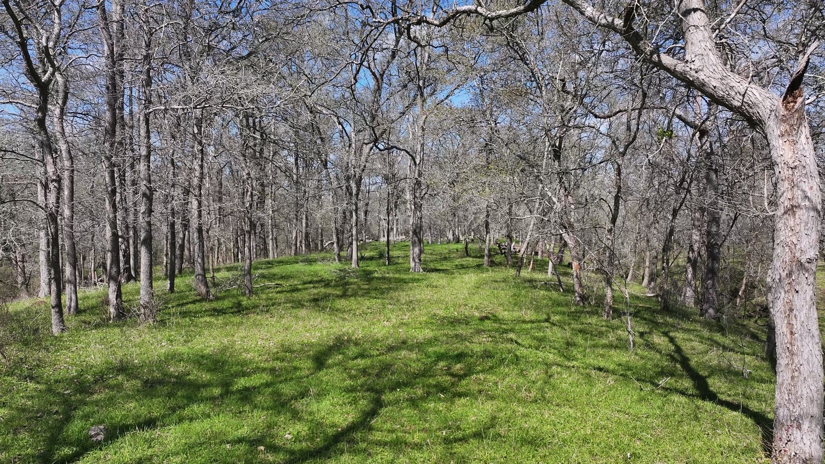 40499 Garrett Road Brookshire, TX 77423 - Photo 23 of 29 a large yard with lots of green space and trees