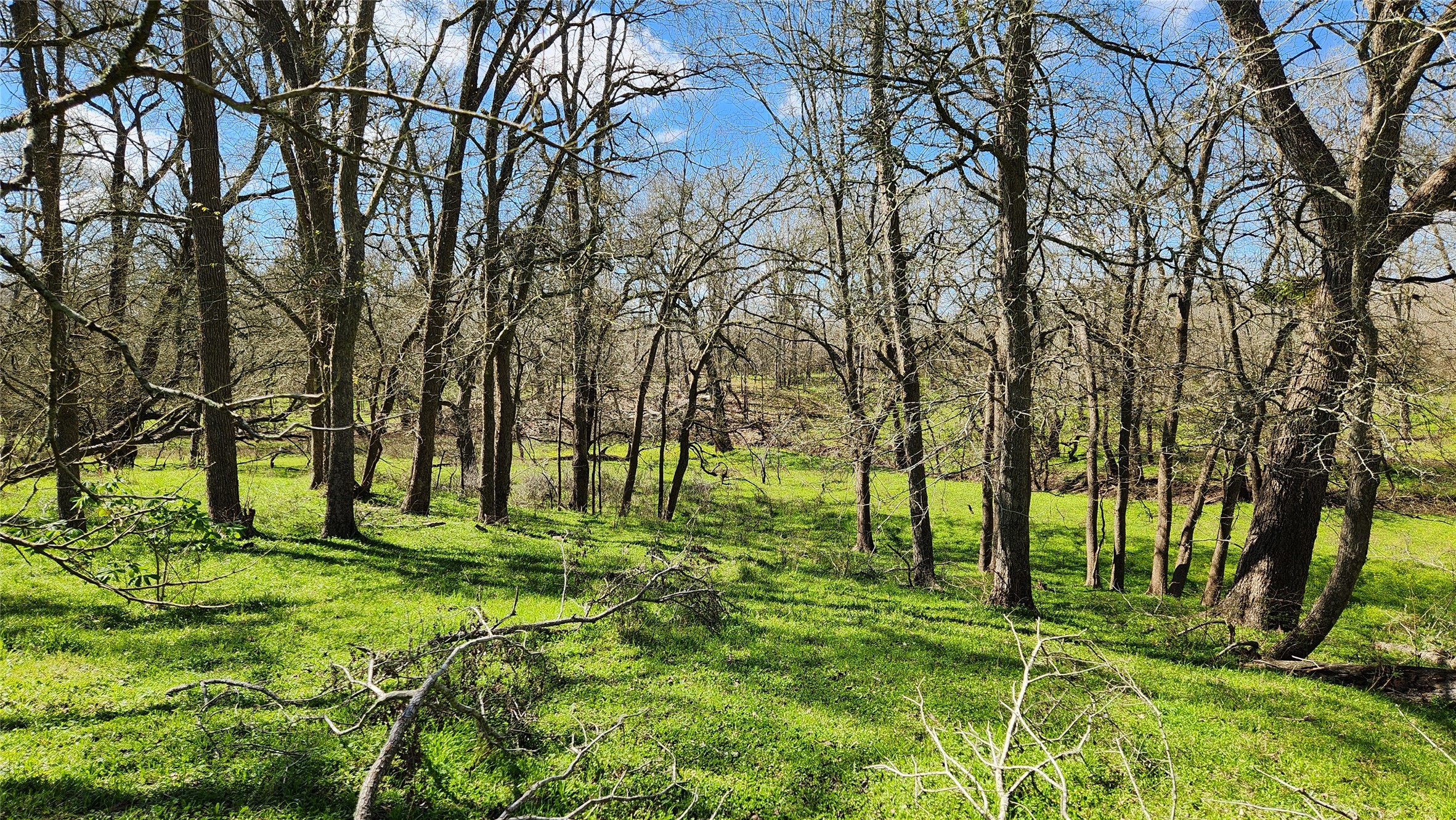 40499 Garrett Road Brookshire, TX 77423 - Photo 7 of 29 a big yard with trees
