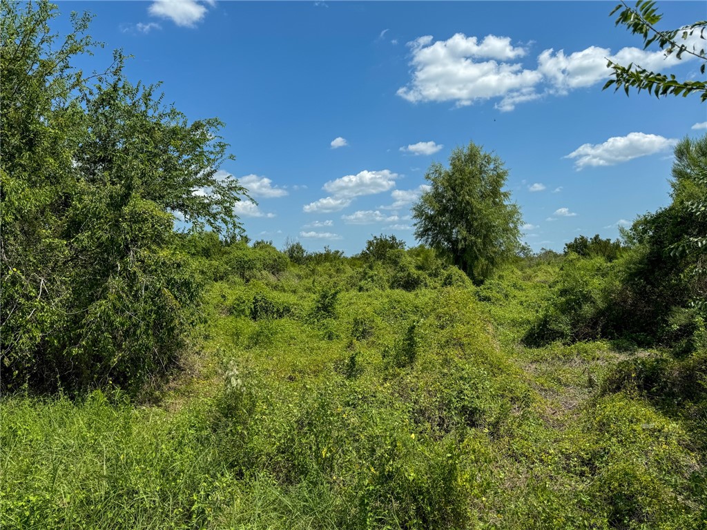 0 Deer Run Terrace Three Rivers, TX 78071 - Photo 7 of 9