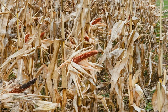 $329,000 | 1445 Bear Hill Road, Dover Foxcroft, ME 04426