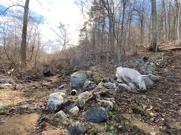 a view of a forest with trees