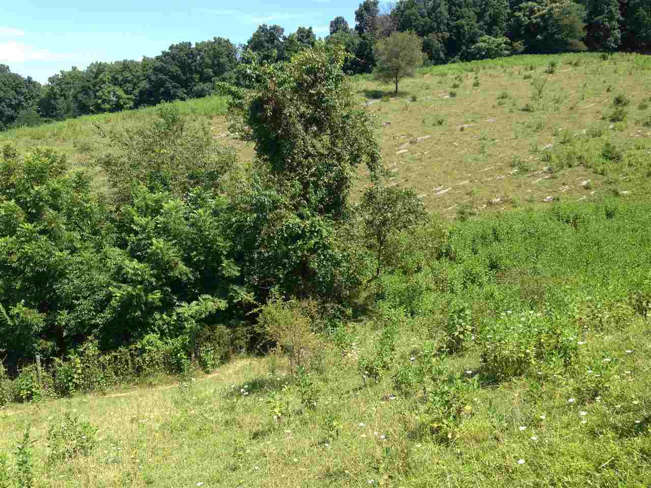 111-acres Ridge Road Timberville, VA 22853 - Photo 15 of 30 Gallery Image 15