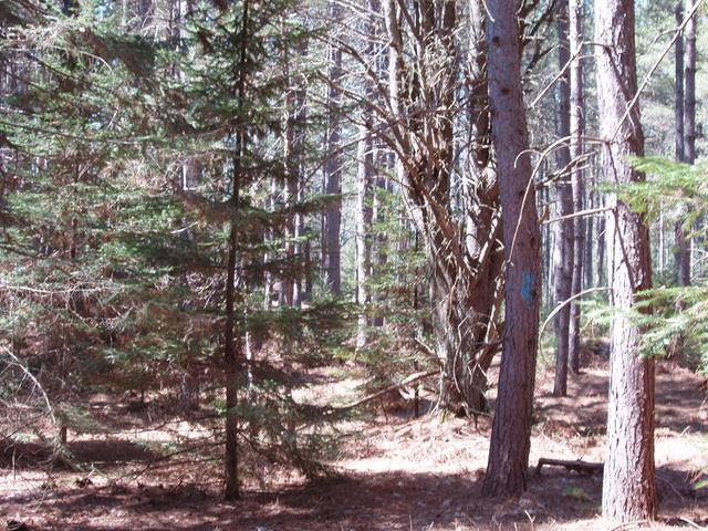 On Zeman Road, Unit LOT 4 Eagle River, WI 54521 - Photo 2 of 3 Gallery Image 2