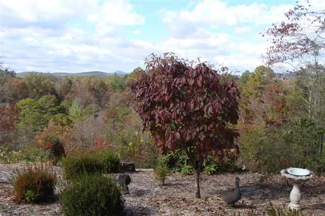 519 Brookside Acres Road Mountain Rest, SC 29664 - Photo 3 of 16 Gallery Image 3