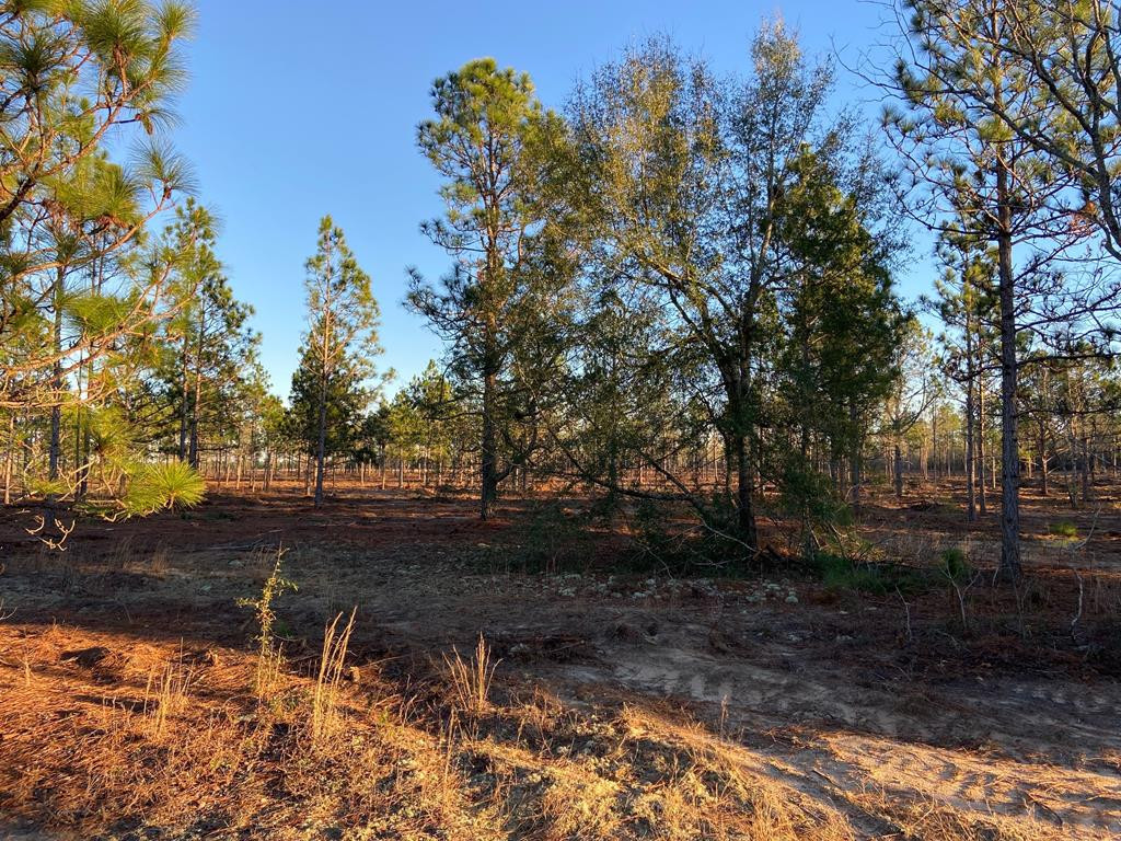 Lot 2-3) Lot 2-3) State Park Road Windsor, SC 29856 - Photo 2 of 10
