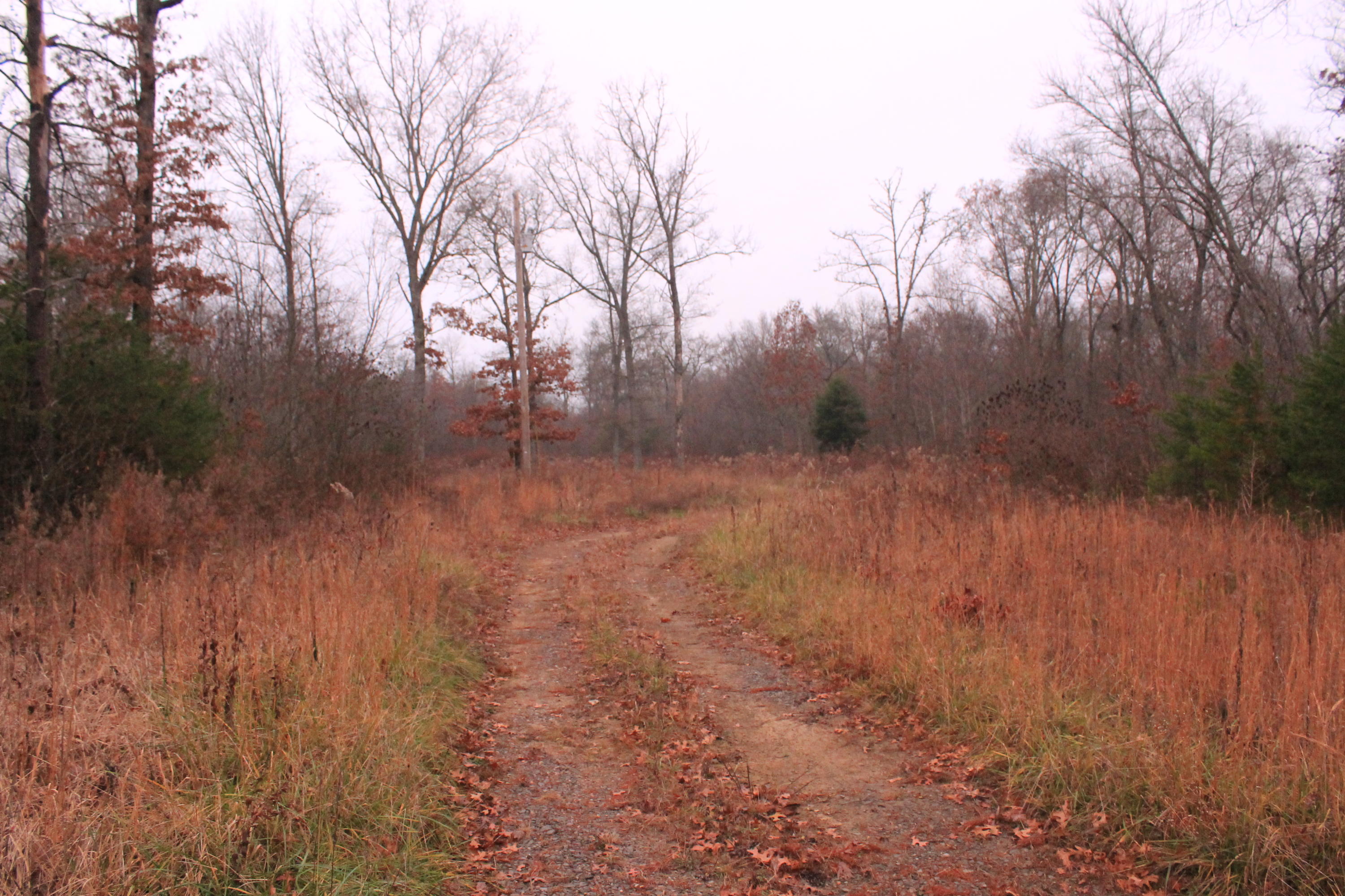 131 Pine Road Pikeville, TN 37367 - Photo 8 of 14 IMG_6794