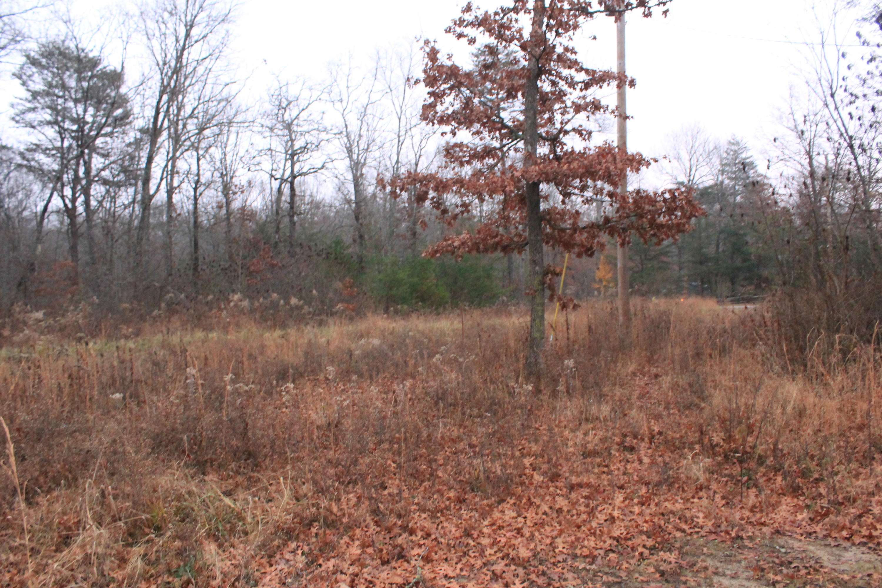 131 Pine Road Pikeville, TN 37367 - Photo 9 of 14 IMG_6806