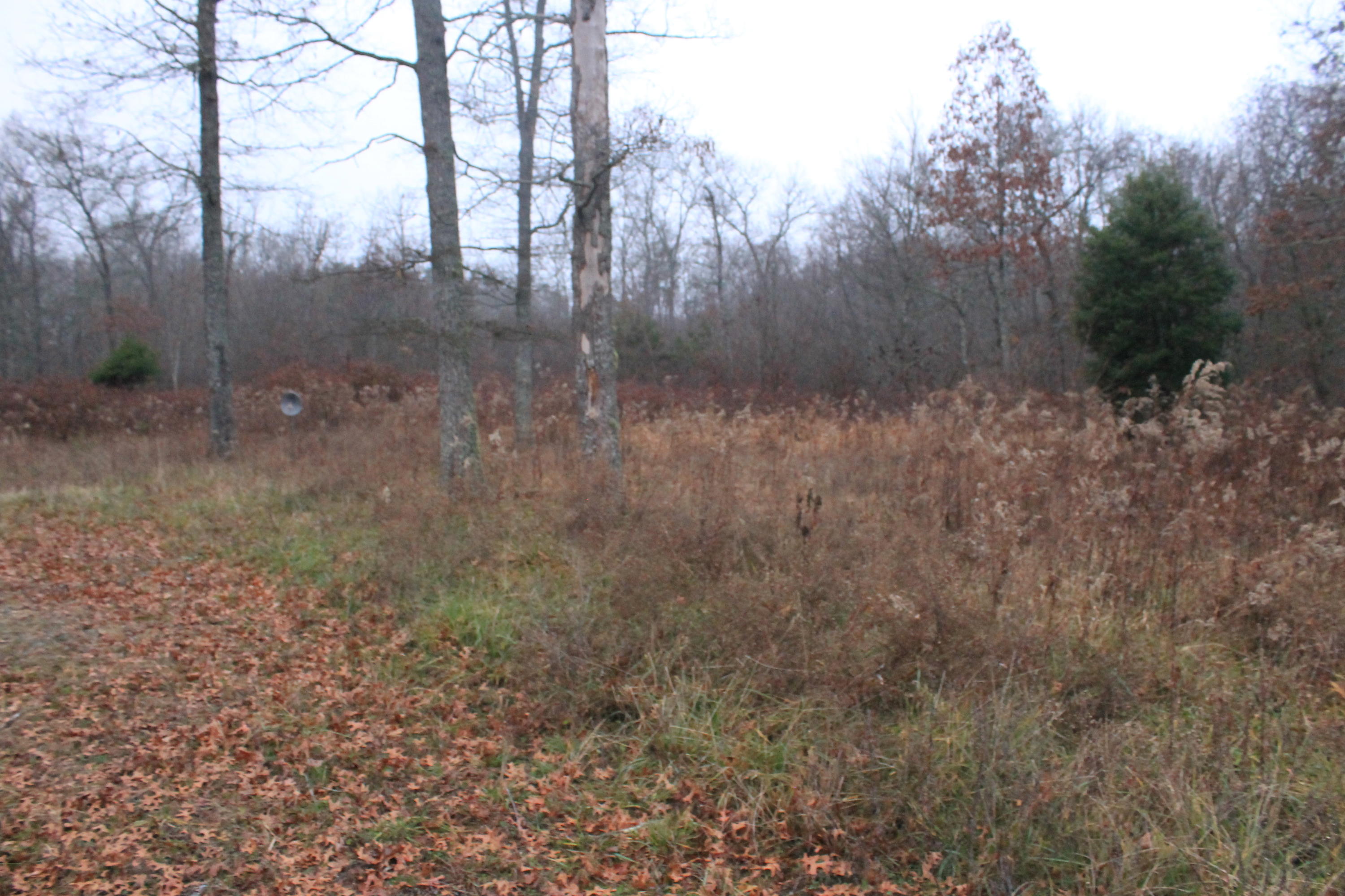 131 Pine Road Pikeville, TN 37367 - Photo 10 of 14 IMG_6807