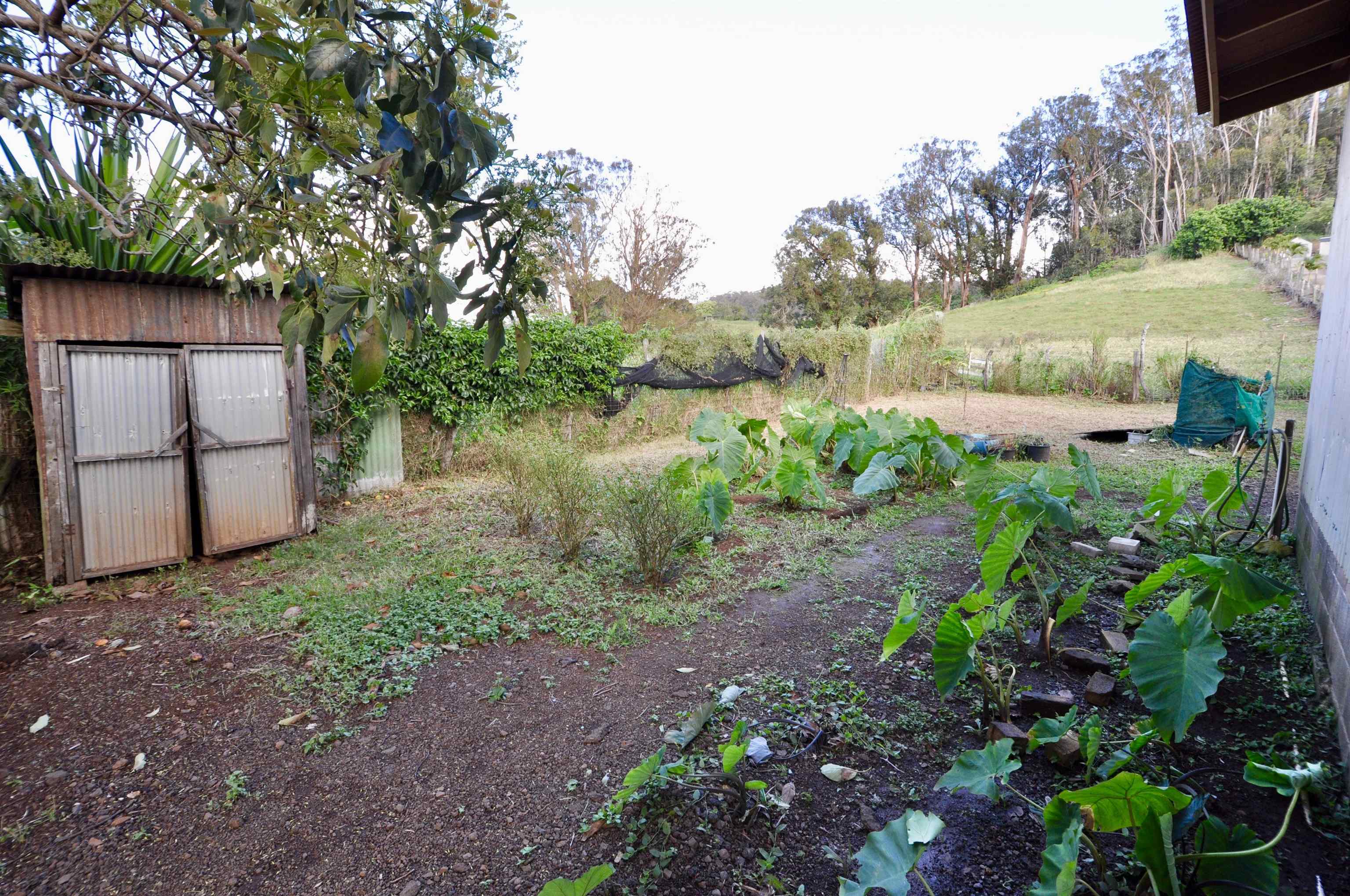 2835 Kaupakalua Road Haiku, HI 96708 - Photo 30 of 31 a backyard of a house with lots of green space