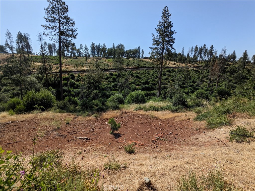 1880 Stearns Road Paradise, CA 95969 - Photo 13 of 32 a view of a dry yard with trees in the background