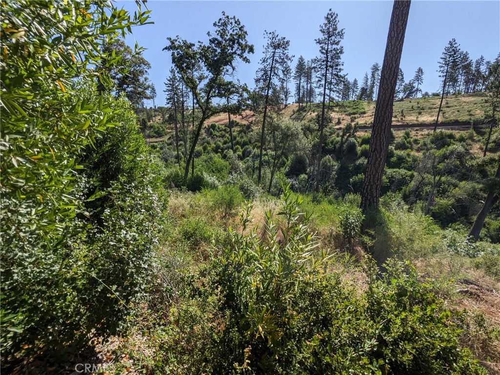 1880 Stearns Road Paradise, CA 95969 - Photo 15 of 32 a view of a tree in a yard