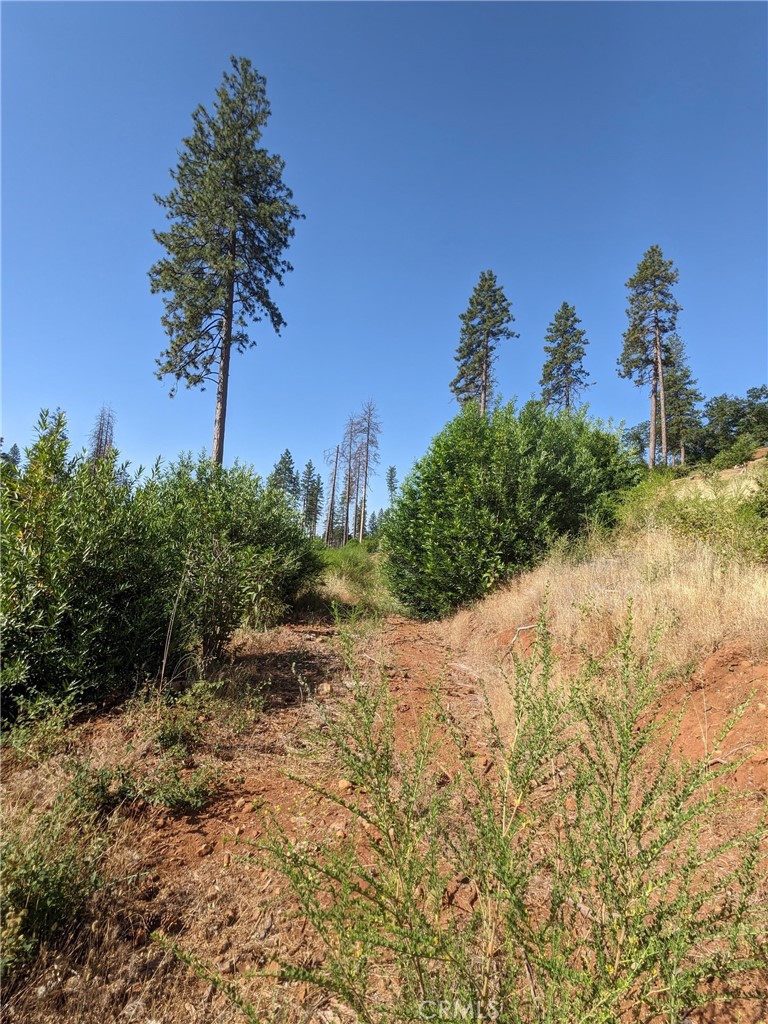 1880 Stearns Road Paradise, CA 95969 - Photo 16 of 32 a view of a yard with a tree