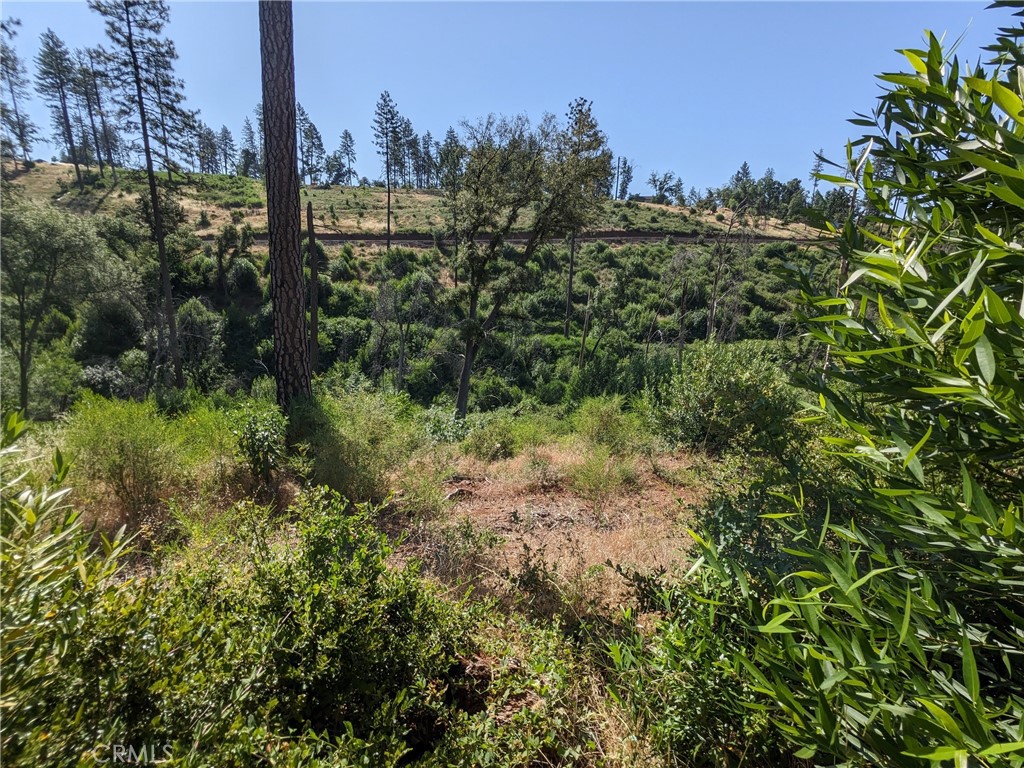 1880 Stearns Road Paradise, CA 95969 - Photo 23 of 32 a view of a forest with a tree