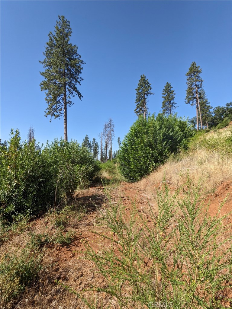 1880 Stearns Road Paradise, CA 95969 - Photo 27 of 32 a view of a yard with a tree