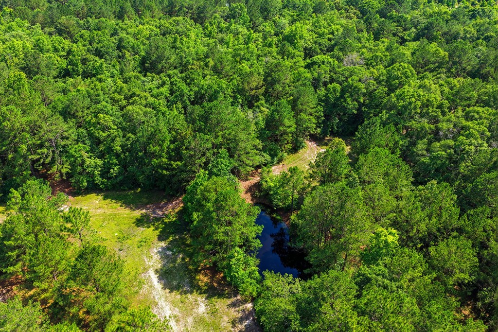 Lot #3 Crosby Clark Road Opp, AL 36467 - Photo 7 of 15