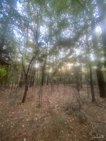 a view of forest