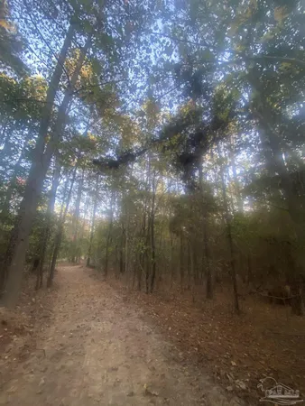 a view of a forest that has large trees