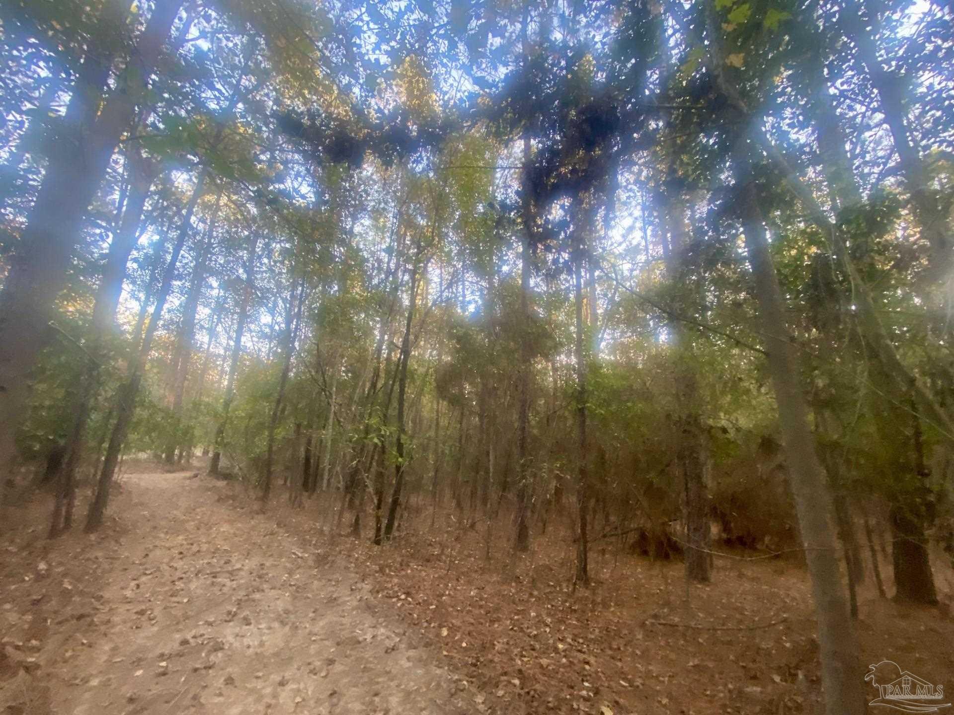 4 Jay Jay, FL 32565 - Photo 7 of 10 a view of forest