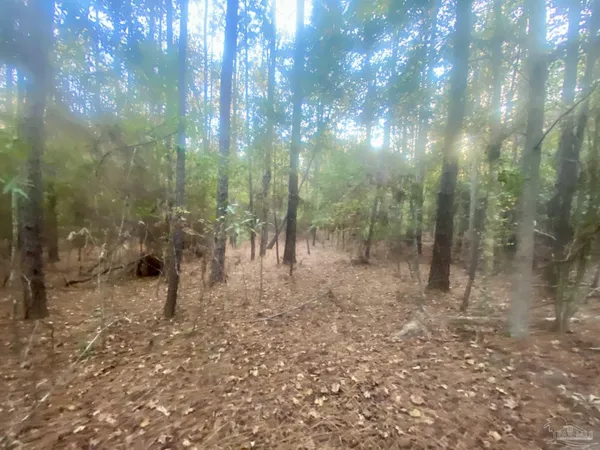 a view of a forest with trees in the background