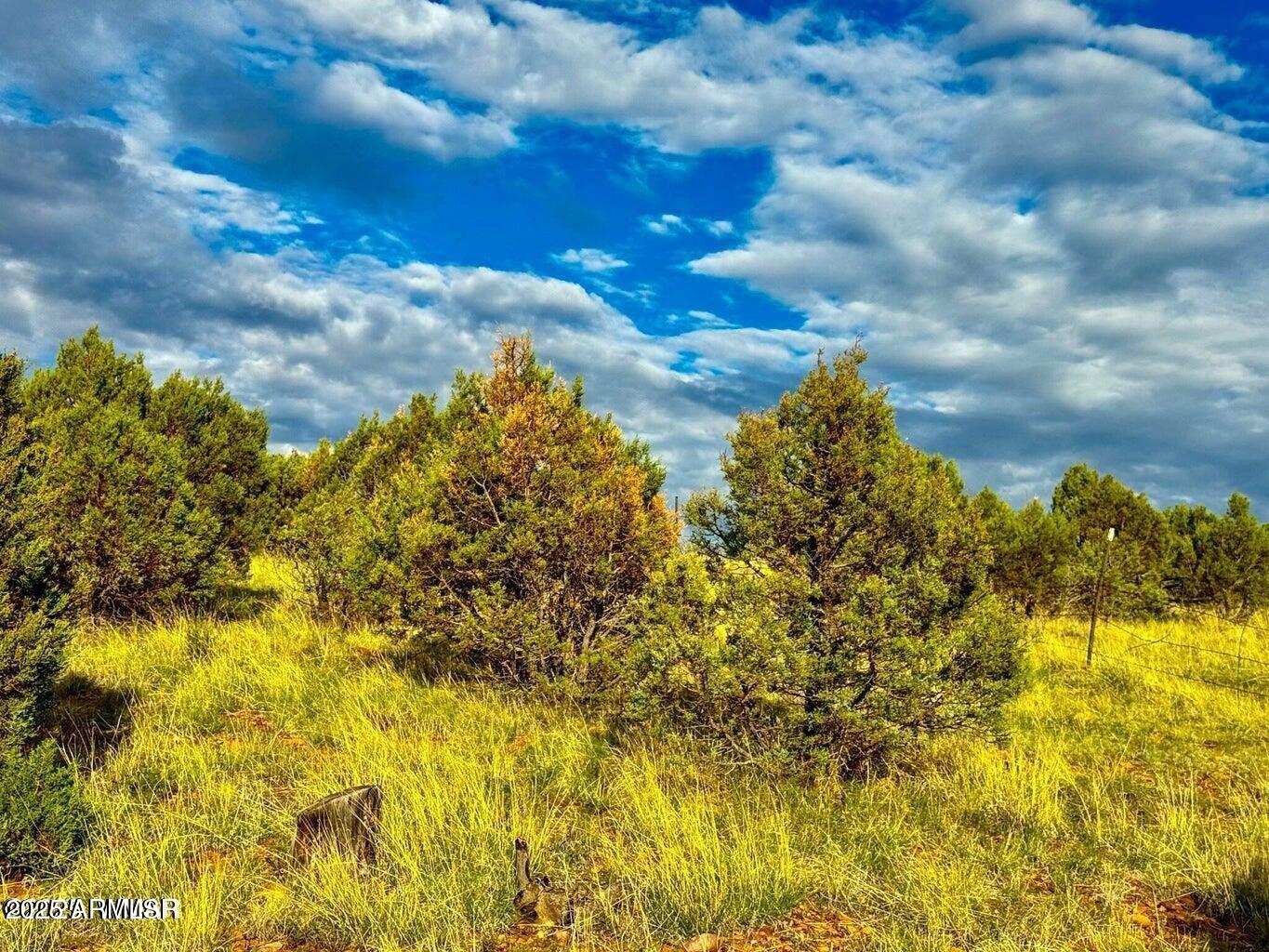 2.54 Acres Aripine Az 85933 Overgaard, AZ 85933 - Photo 11 of 29 a view of a yard with flower plants