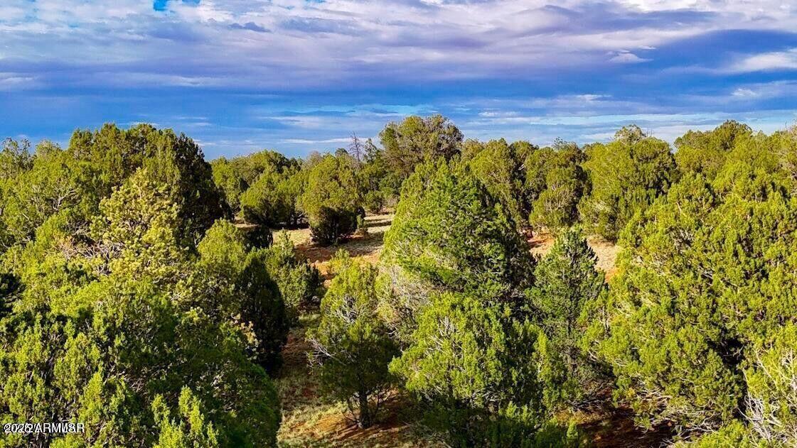 2.54 Acres Aripine Az 85933 Overgaard, AZ 85933 - Photo 14 of 29 a view of a large yard with lots of bushes