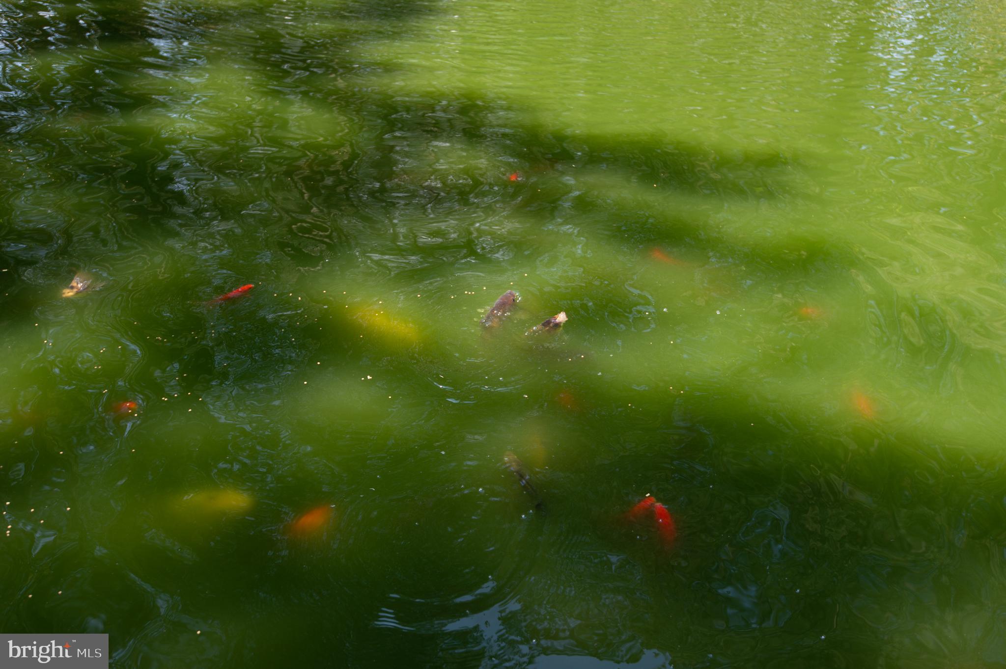 8452 Harmony Road Denton, MD 21629 - Photo 35 of 39